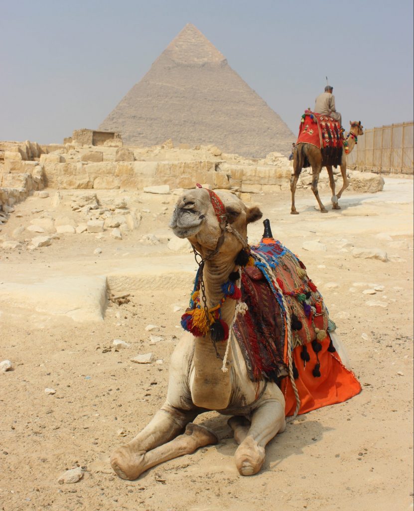camel in front of Keops Pyramid in Giza Egypt