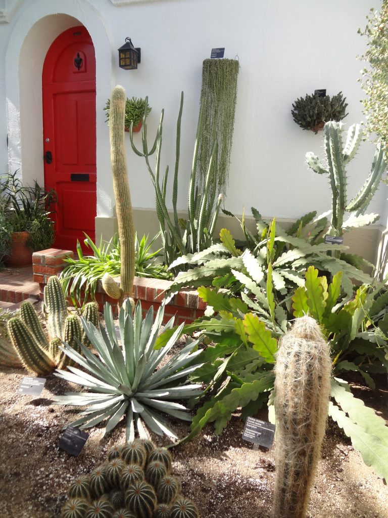 cactus garden with a red door in the background