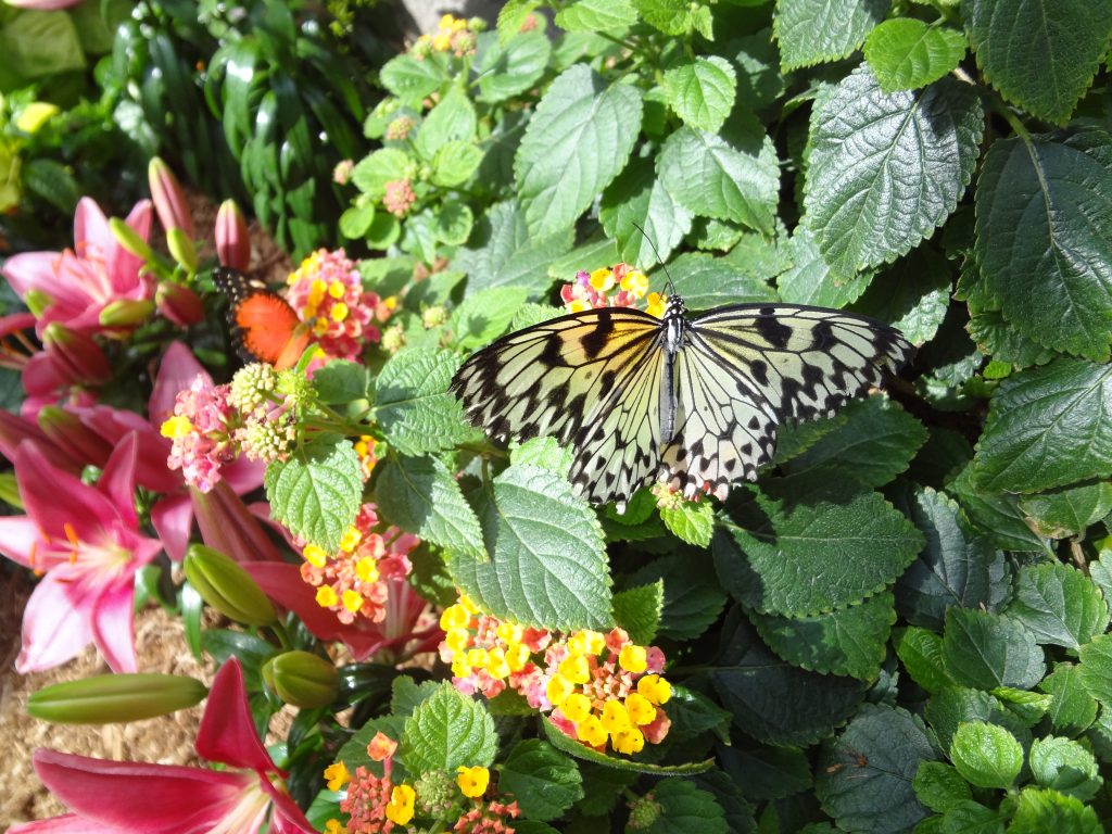 a butterfly is standing on flowers