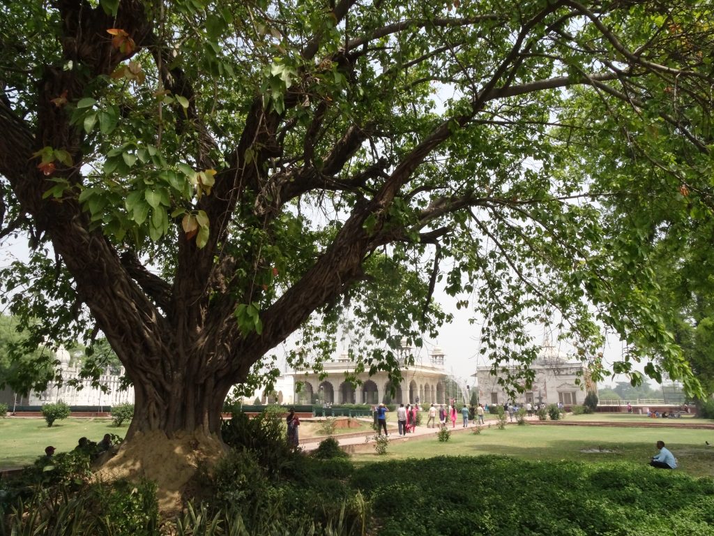 massive trees and gardens inside the Red Fort in Delhi