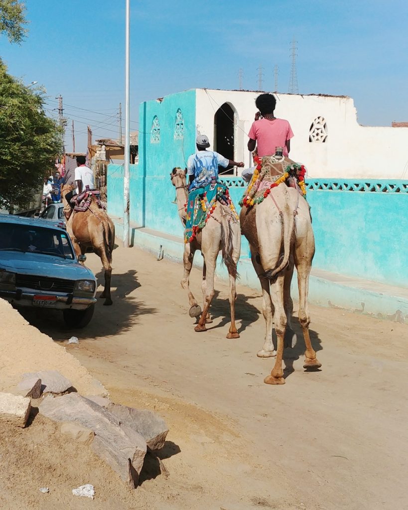 Camels running in the Nubian village in Aswan