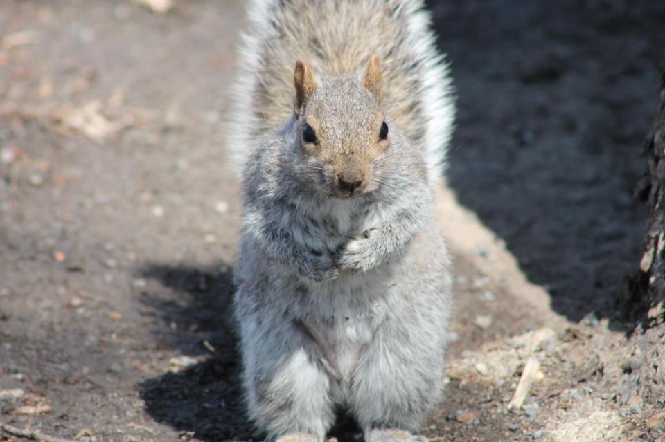 grey squirrel in Montreal